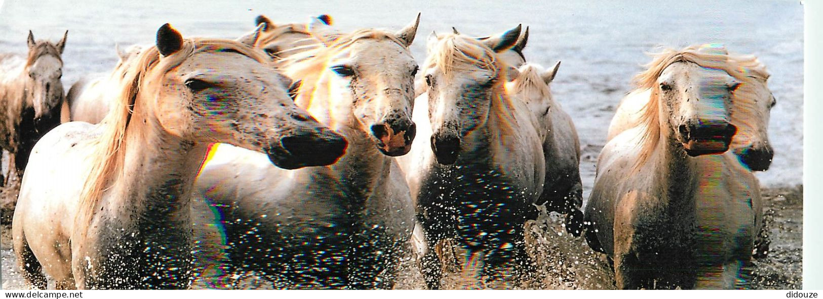 Format Spécial - 225 X 108 Mms - Animaux - Chevaux - Camargue - Carte Neuve - Frais Spécifique En Raison Du Format - CPM - Horses