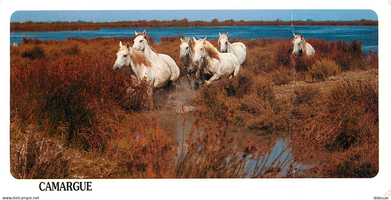 Format Spécial - 210 X 105 Mms - Animaux - Chevaux - Camargue - Etat Gros Pli Visible - Frais Spécifique En Raison Du Fo - Horses