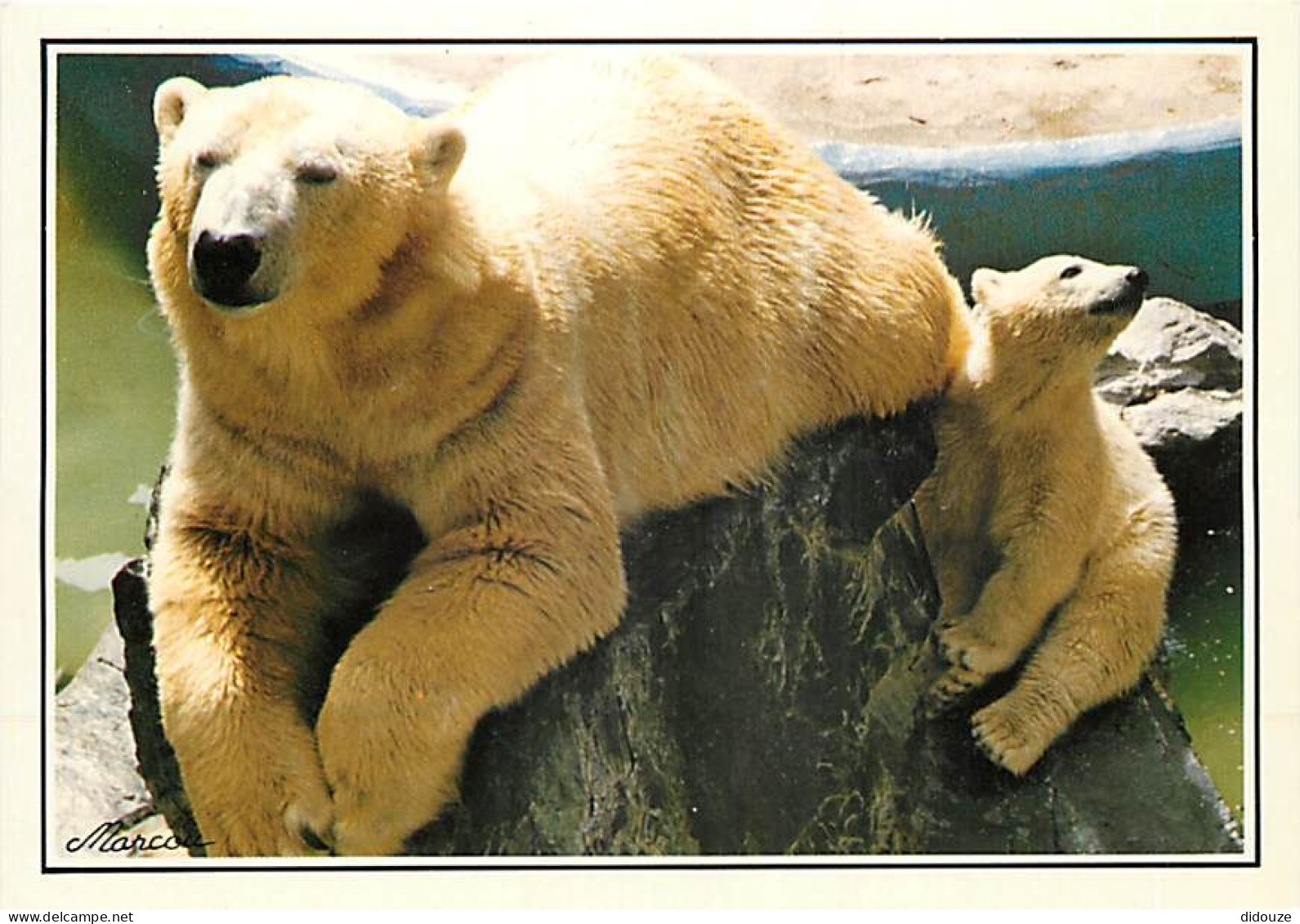 Animaux - Ours - Zoo De La Palmyre - Ourson Avec Sa Mère Ours Blanc - Zoo - Bear - CPM - Voir Scans Recto-Verso - Bears