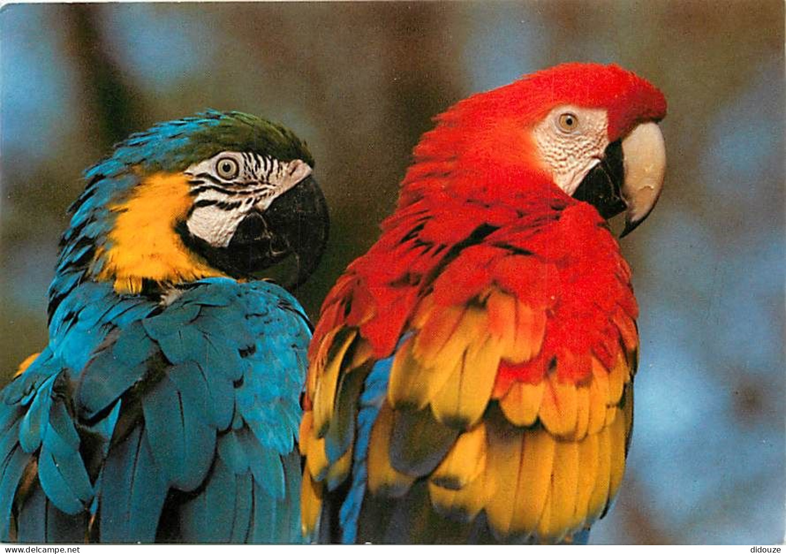 Animaux - Oiseaux - Perroquet - Aras Ararauna Et Macao - Parc Zoologique De Plaisance Du Touch - CPM - Voir Scans Recto- - Oiseaux