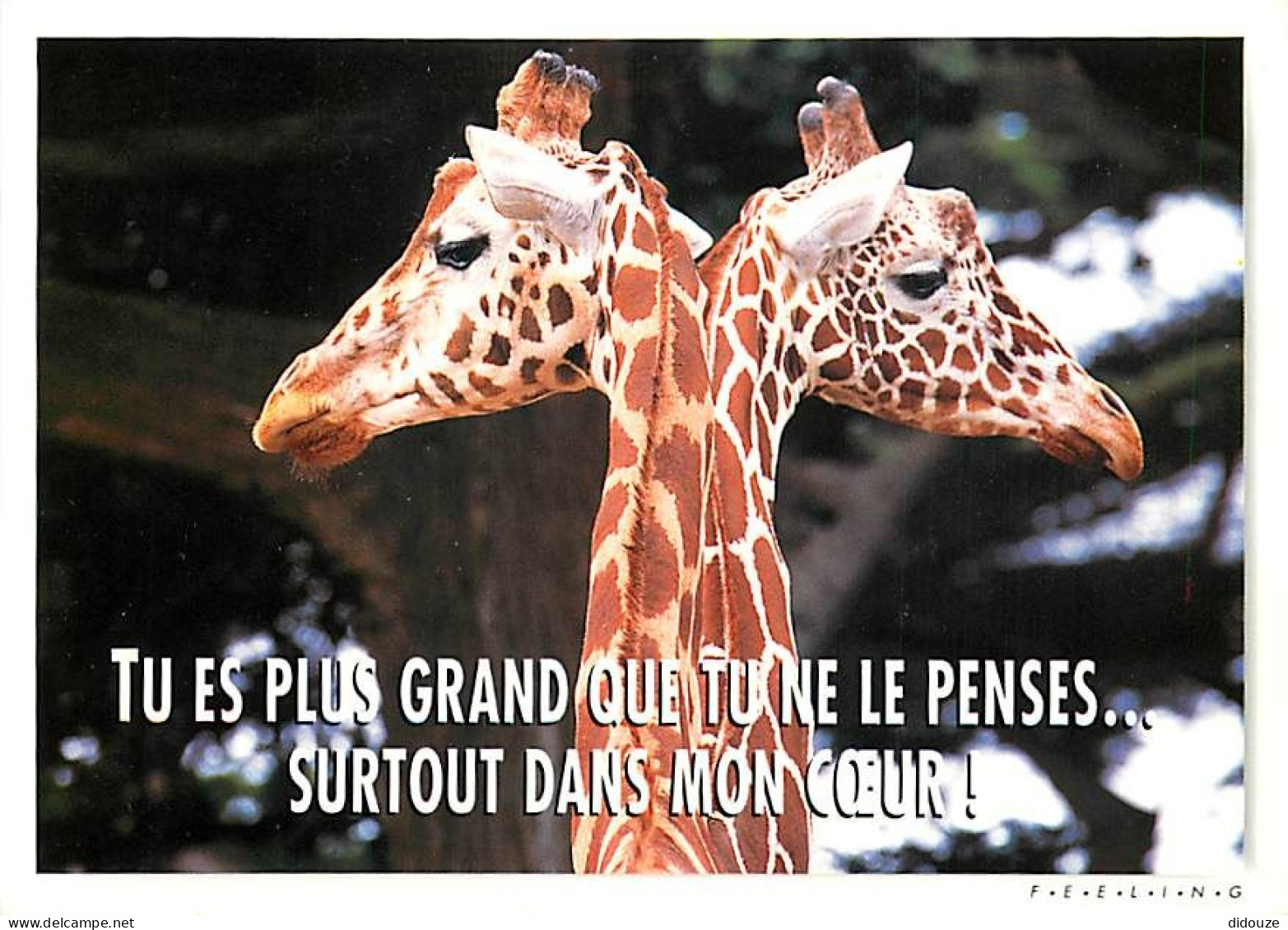 Animaux - Girafes - Carte Humoristique - CPM - Voir Scans Recto-Verso - Giraffen