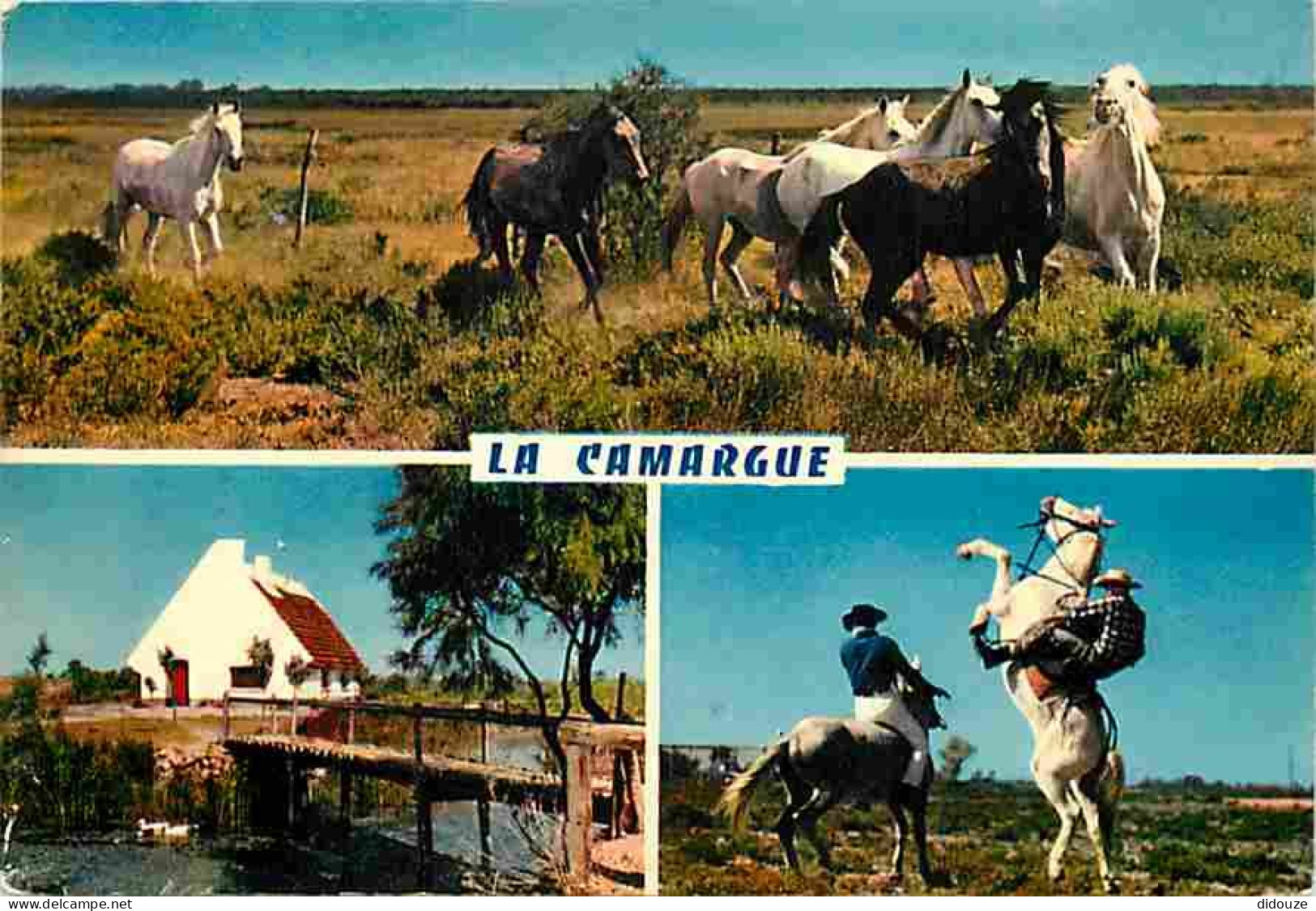 Animaux - Chevaux - Camargue - Multivues - Gardians - Voir Scans Recto Verso  - Horses