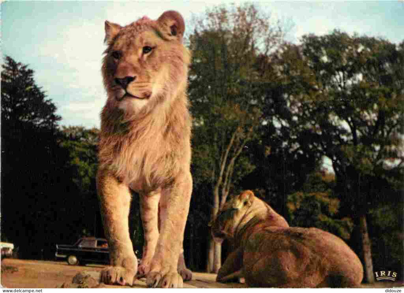 Animaux - Fauves - Lion - Réserve Africaine Du Château De Thoiry En Yvelines - Zoo - CPM - Voir Scans Recto-Verso - Löwen