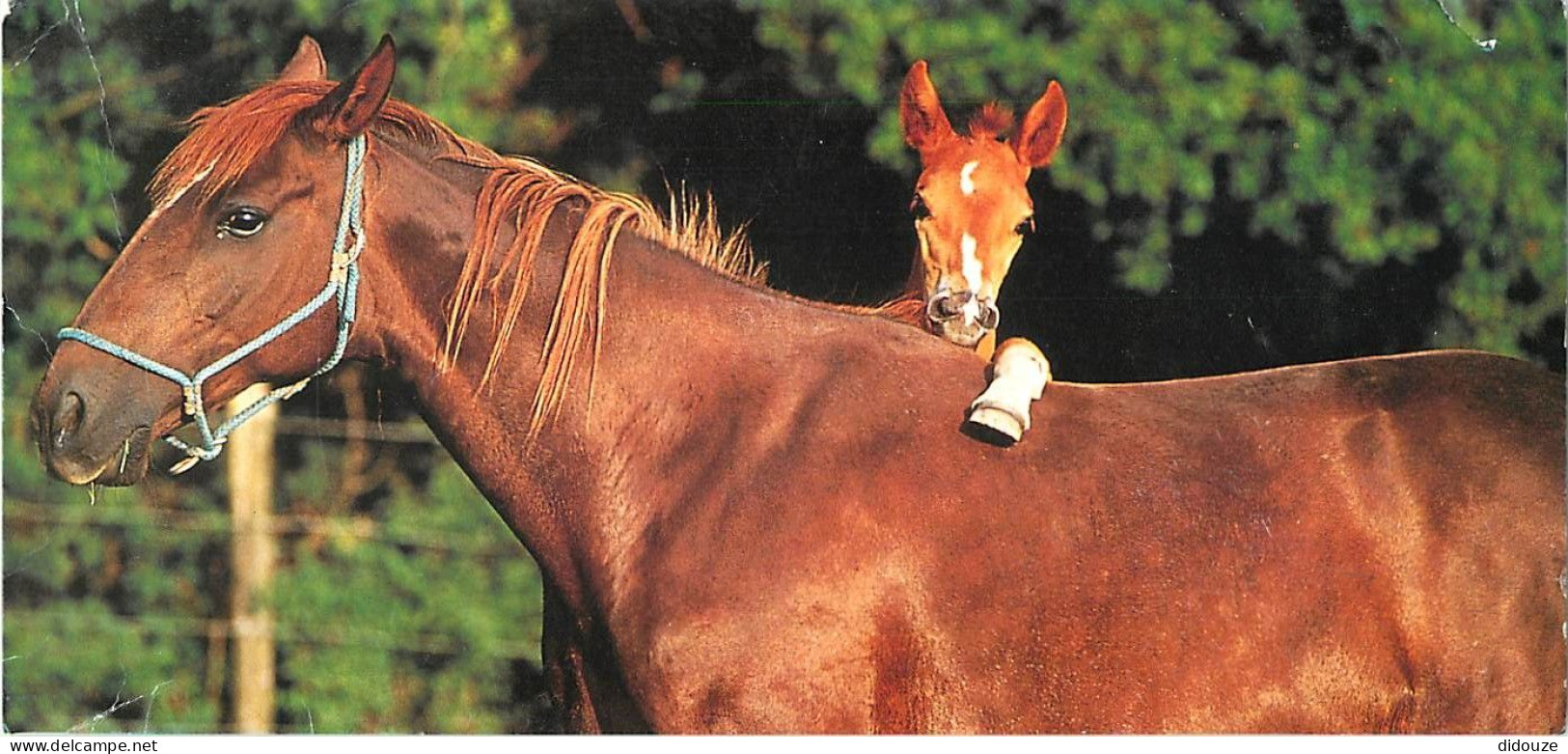 Format Spécial - 230 X 110 Mms - Animaux - Chevaux - Dominique Halleux - Pouliche Et Son Poulain - Etat Arrachée Et Lége - Chevaux