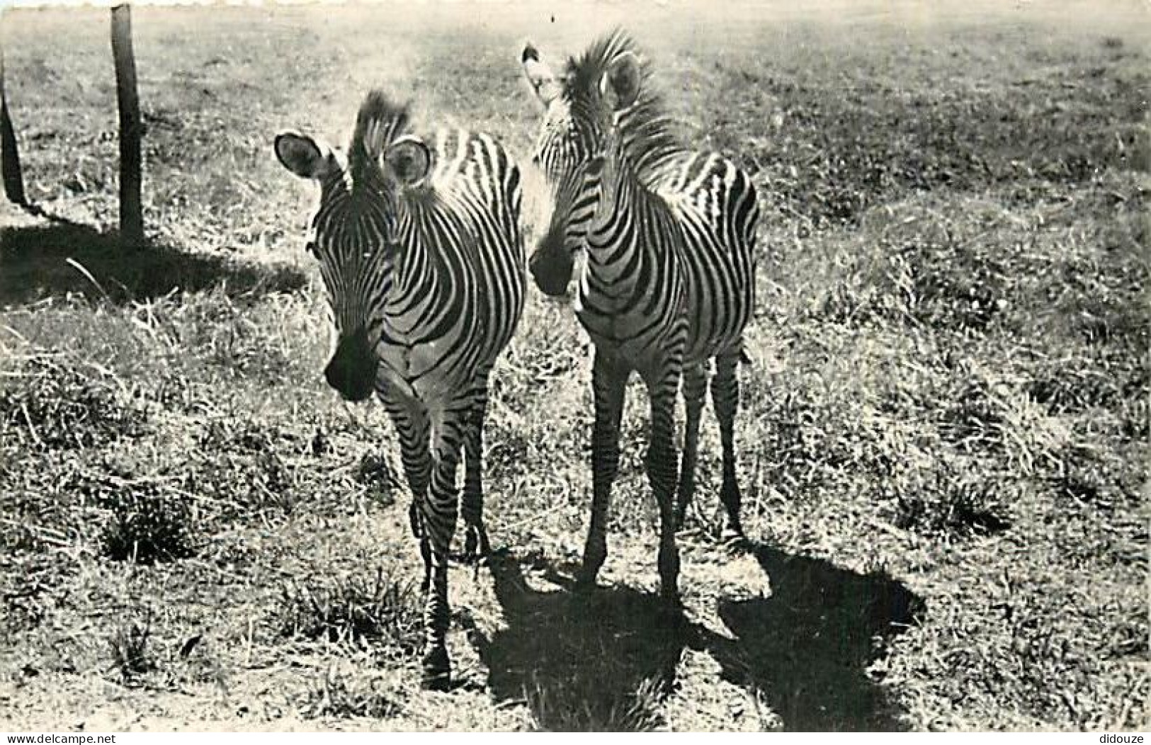 Animaux - Zèbres - Collection Faune Africaine - Mention Photographie Véritable - Carte Dentelée - CPSM Format CPA - Voir - Zebras