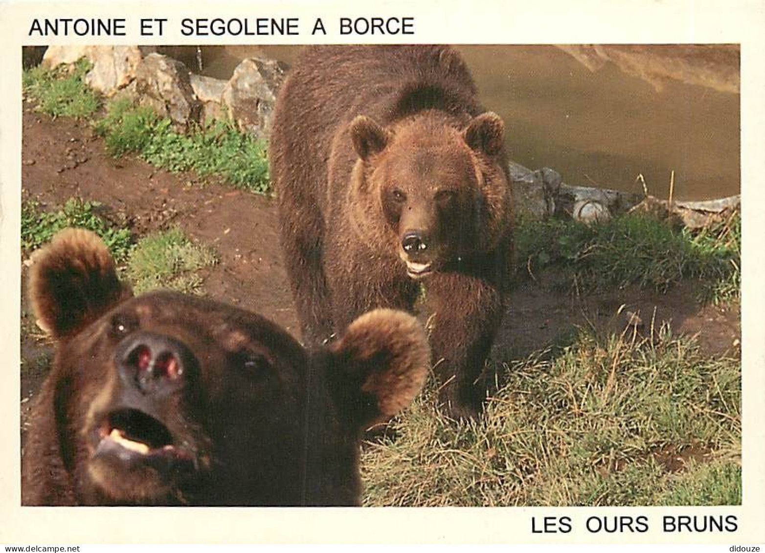 Animaux - Ours - Vallée D'Aspe - Enclos Des Ours à Borce - Ours Bruns - Zoo - Bear - CPM - Voir Scans Recto-Verso - Bears