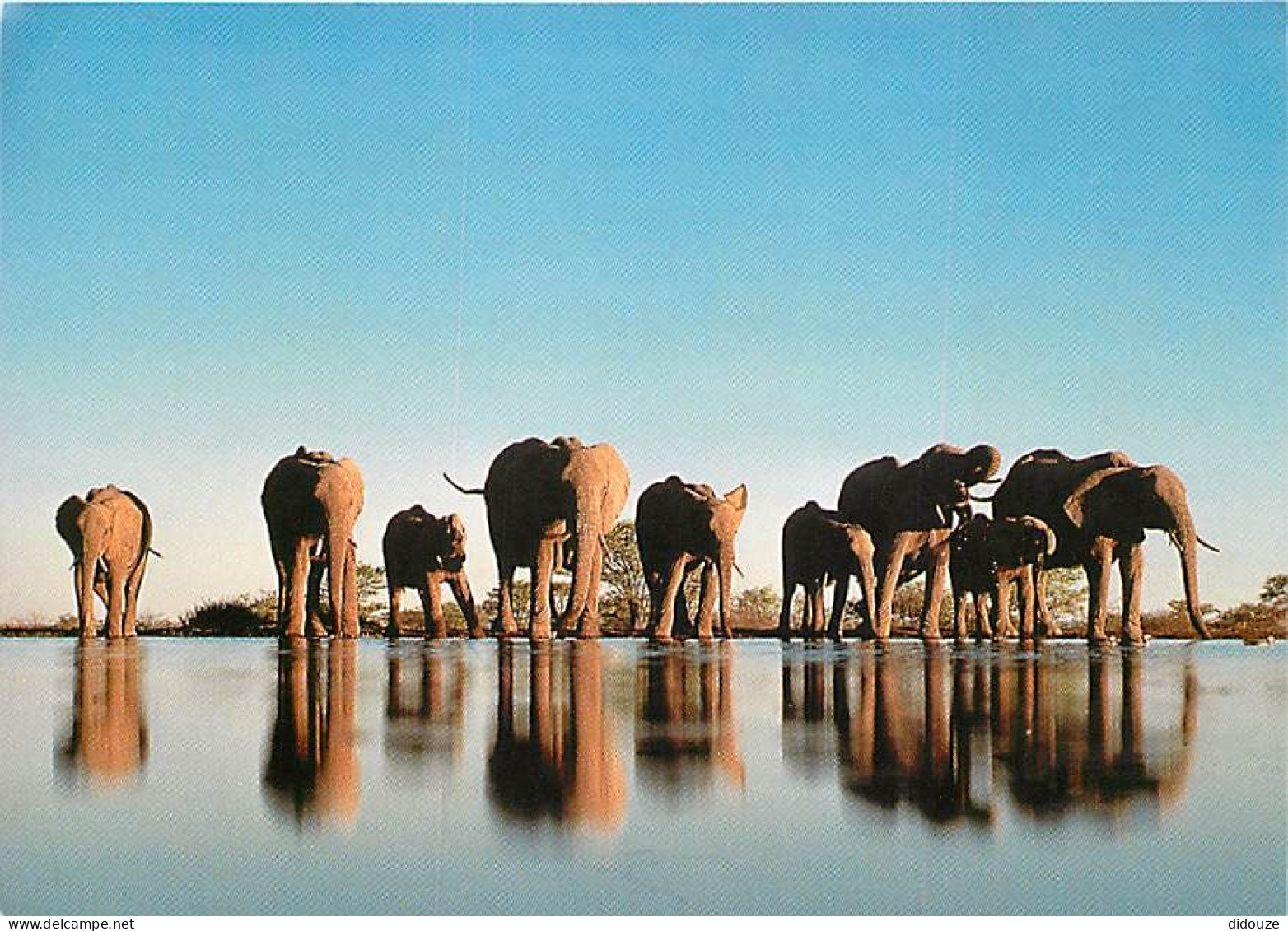 Animaux - Eléphants - Carte WWF - éléphants Africains - CPM - Voir Scans Recto-Verso - Éléphants