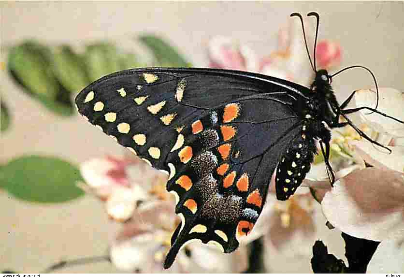Animaux - Papillons - Papilio Polyxenes Asterius - Photo Yves Lanceau - Carte éditée Par Le Comité National De L'enfance - Papillons