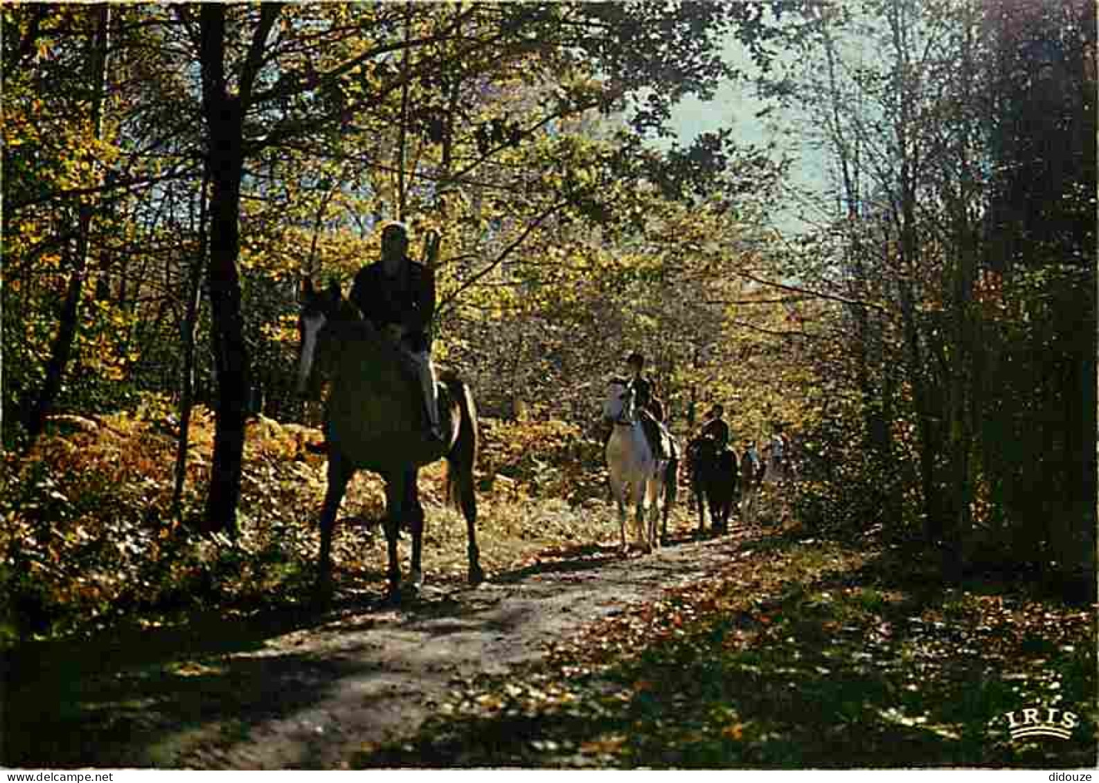 Animaux - Chevaux - Promenade Equestre En Foret - CPM - Voir Scans Recto-Verso - Horses