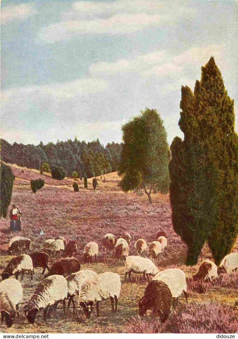 Animaux - Chèvres - La Lande De Lunebourg - CPM - Voir Scans Recto-Verso - Autres & Non Classés