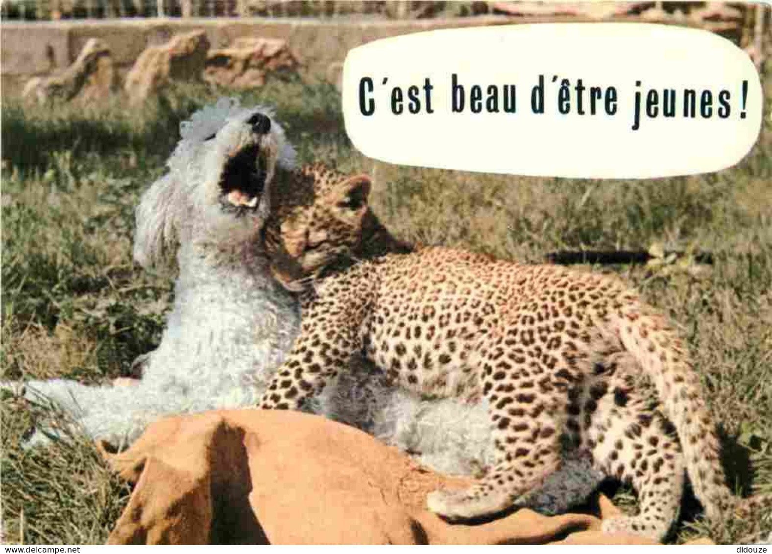 Animaux - Fauves - Carte à Message - Carte Humoristique - CPM - Voir Scans Recto-Verso - Autres & Non Classés