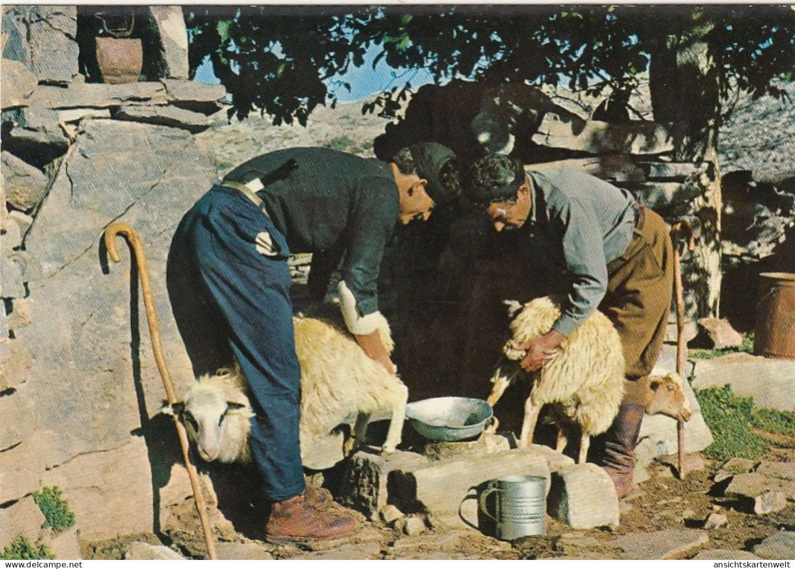 Greece, Milking In The Sheepfolg Ngl #G5271 - Grèce