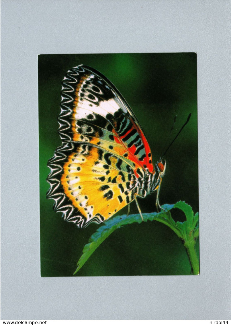 Papillons - Papillons