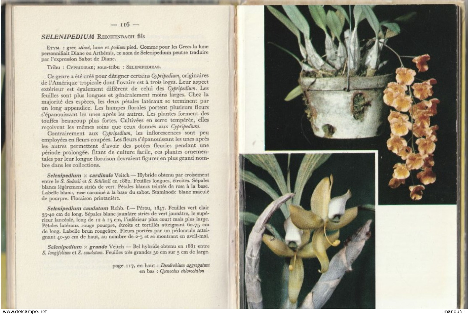 ORCHIDEES - Livre De La Maison Rustique  M.LECOUFLE - H. ROSE - Décoration Intérieure