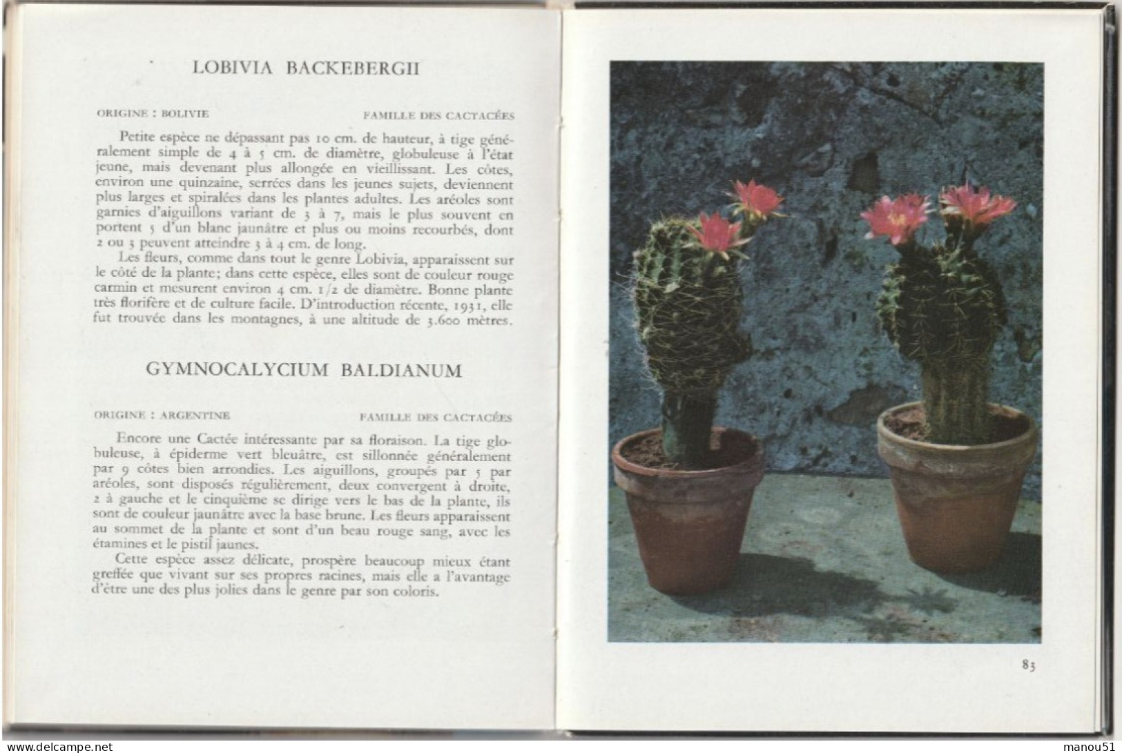 CACTEES En Fleurs Par H. Rose - Decoración De Interiores