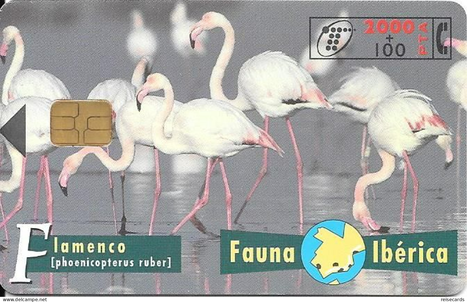 Spain: Telefonica - 1997 Fauna Ibérica, Flamenco - Privatausgaben