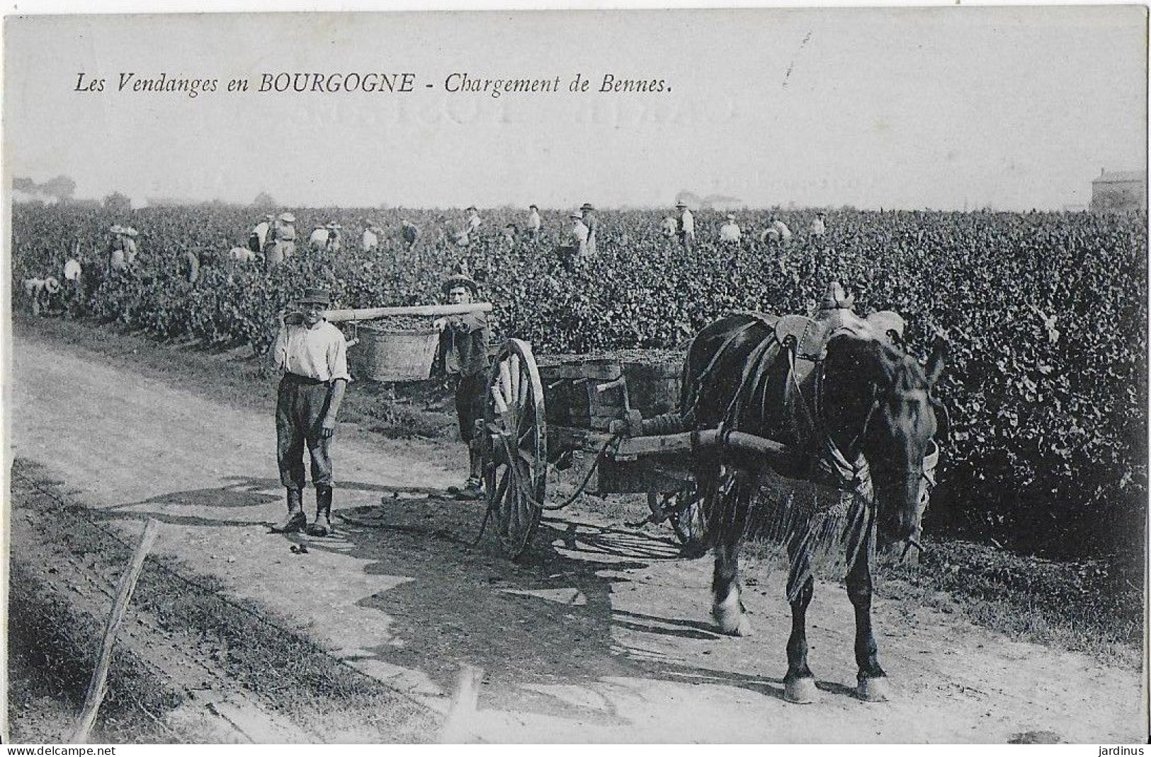 Les Vendanges En Bourgogne Chargement De Bennes - Les Vendangeurs à La Coupe - Bourgogne