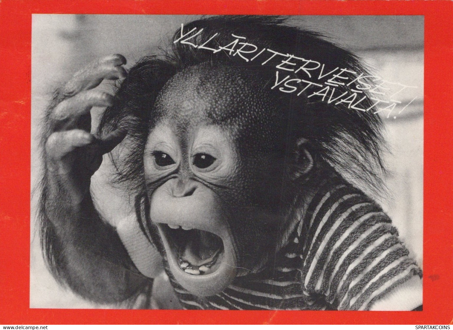 MONO Animales Vintage Tarjeta Postal CPSM #PAN983.A - Monkeys