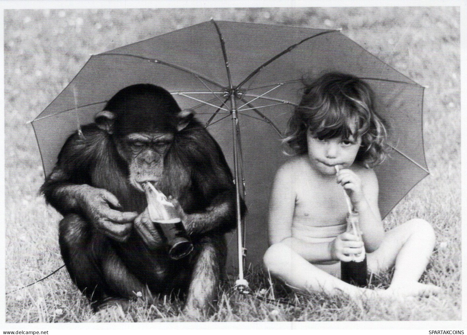 SCIMMIA Animale Vintage Cartolina CPSM #PAN974.A - Singes