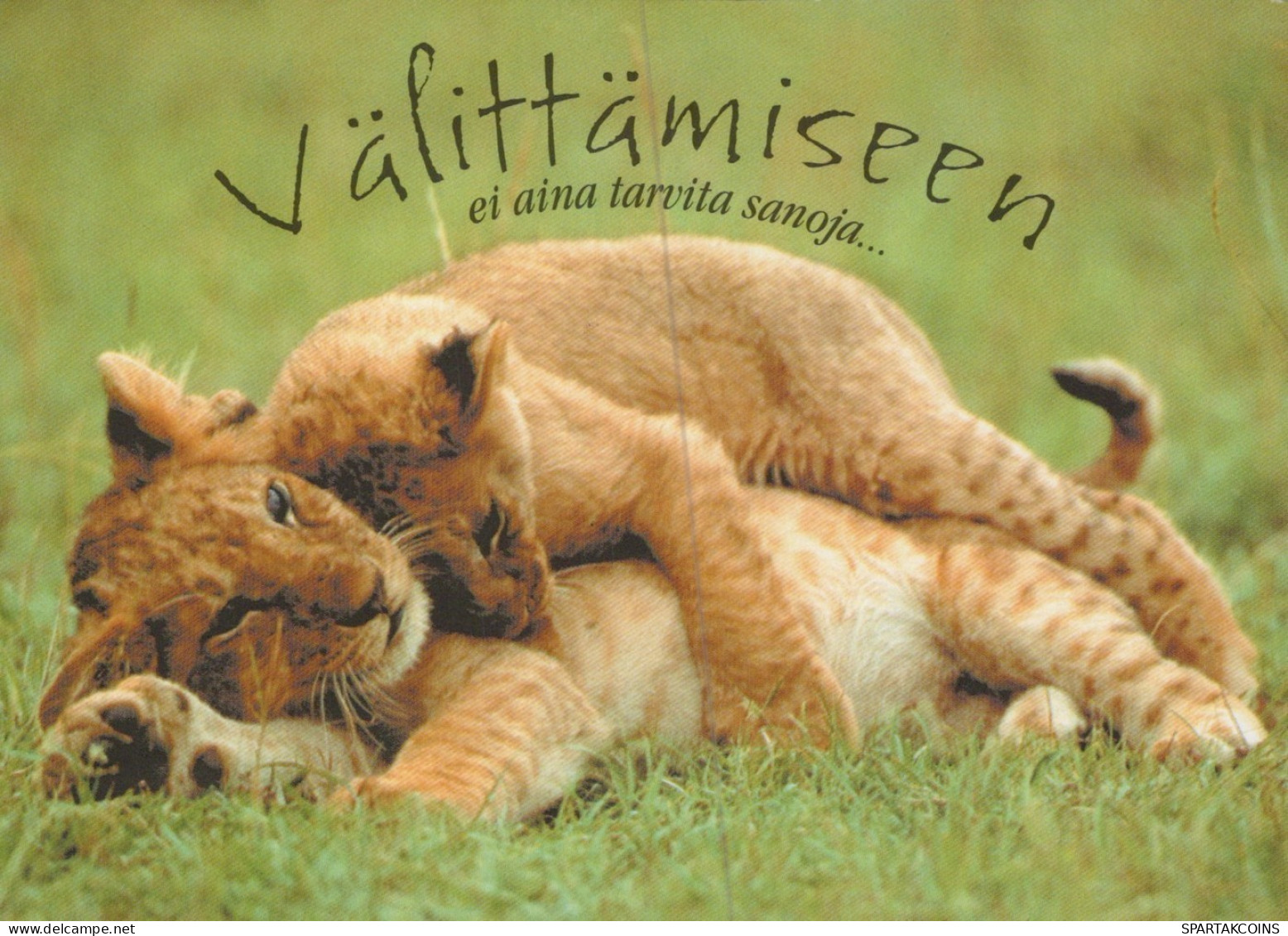 LION BIG CAT Animals Vintage Postcard CPSM #PAM006.A - Leones