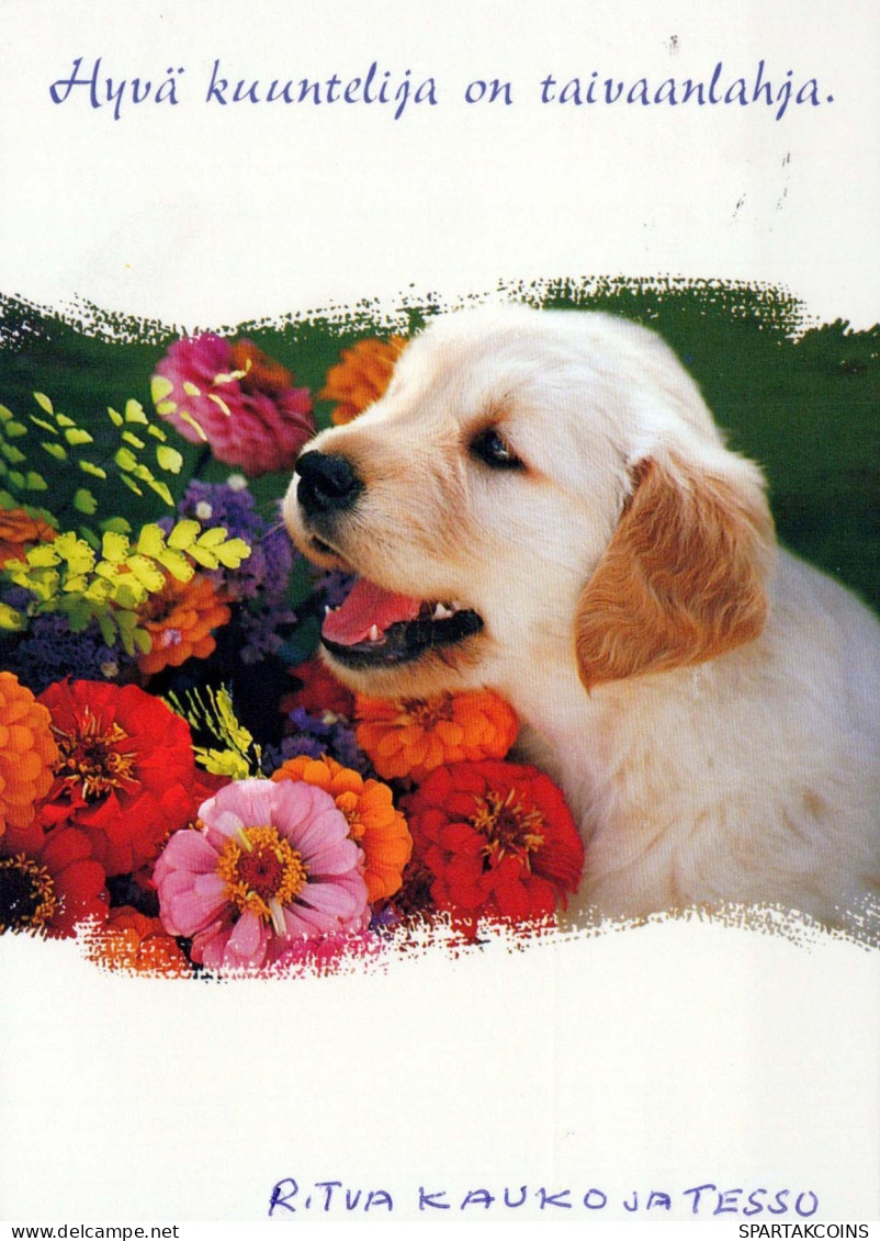 DOG Animals Vintage Postcard CPSM #PBQ443.A - Dogs