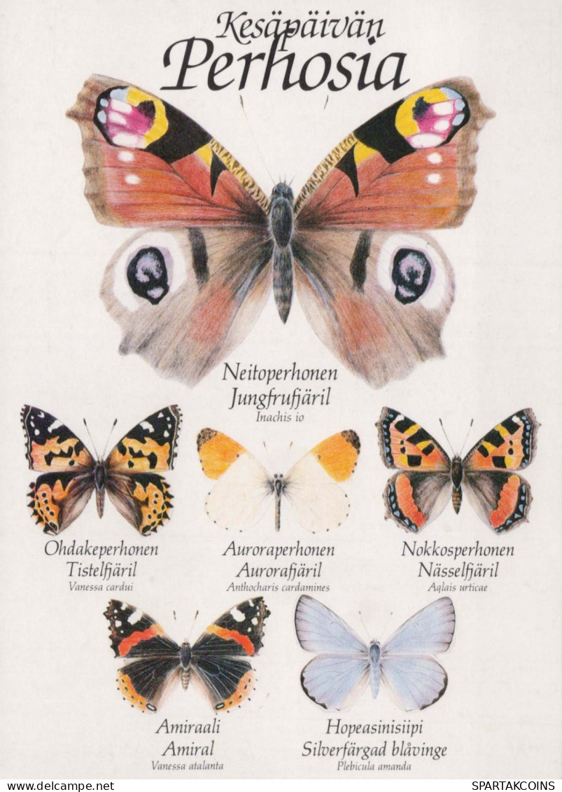 BUTTERFLIES Animals Vintage Postcard CPSM #PBS450.A - Papillons