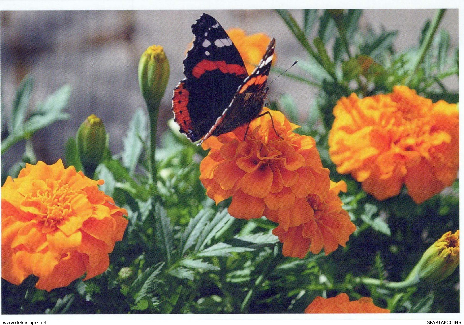 MARIPOSAS Animales Vintage Tarjeta Postal CPSM #PBS466.A - Schmetterlinge