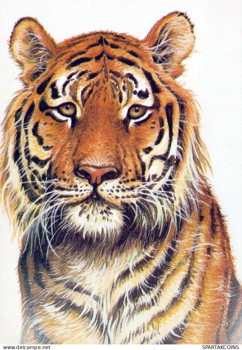 TIGRE Animales Vintage Tarjeta Postal CPSM #PBS066.A - Tigres