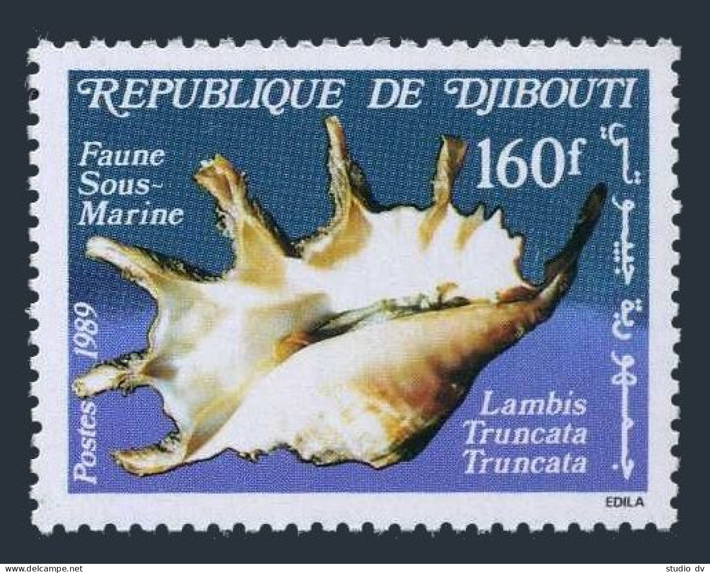 Djibouti 643,MNH.Michel 517. Marine Life,1989.Shell Lambis Truncata. - Djibouti (1977-...)