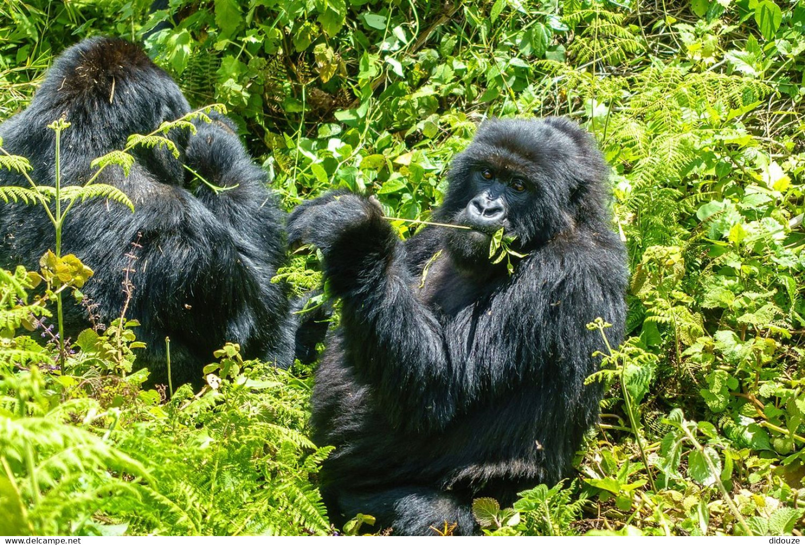 Rwanda - Volcanoes National Park - Gorilles - Parc Des Volcans - Zoo - CPM - Carte Neuve - Voir Scans Recto-Verso - Rwanda