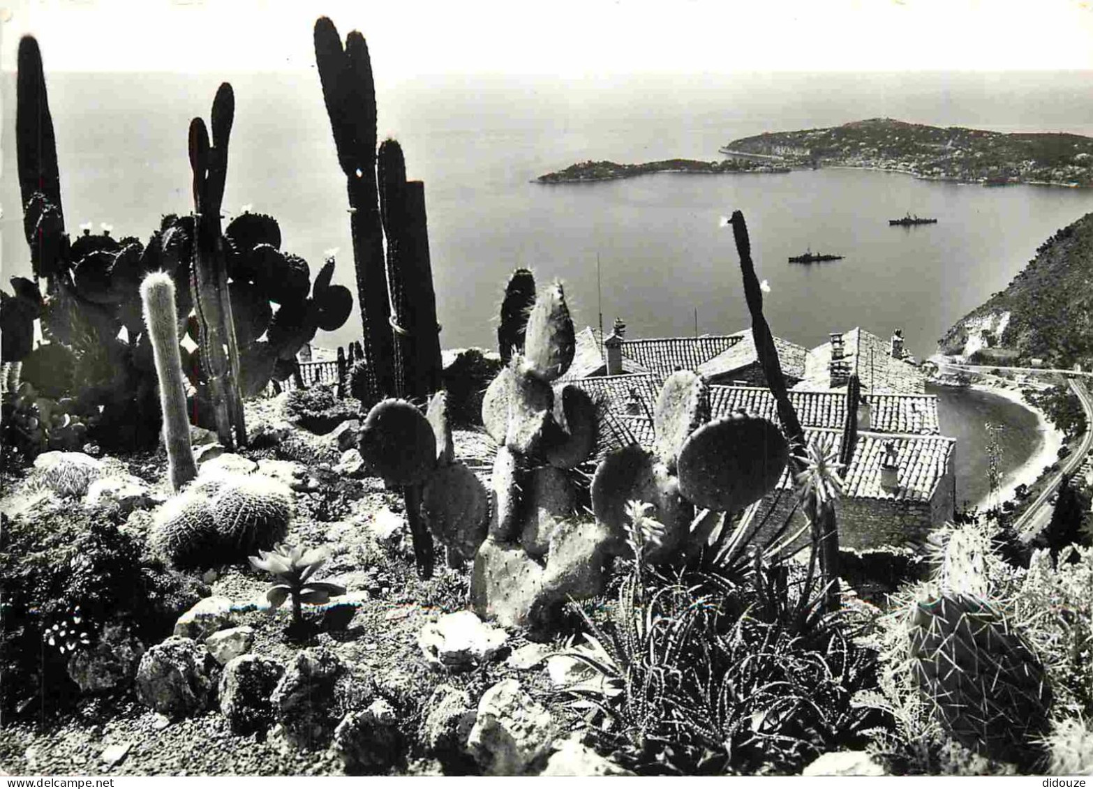 Fleurs - Plantes - Cactus - Eze Village - Le Jardin Exotique - Au Fond Le Cap Ferrat - Mention Photographie Véritable -  - Cactusses