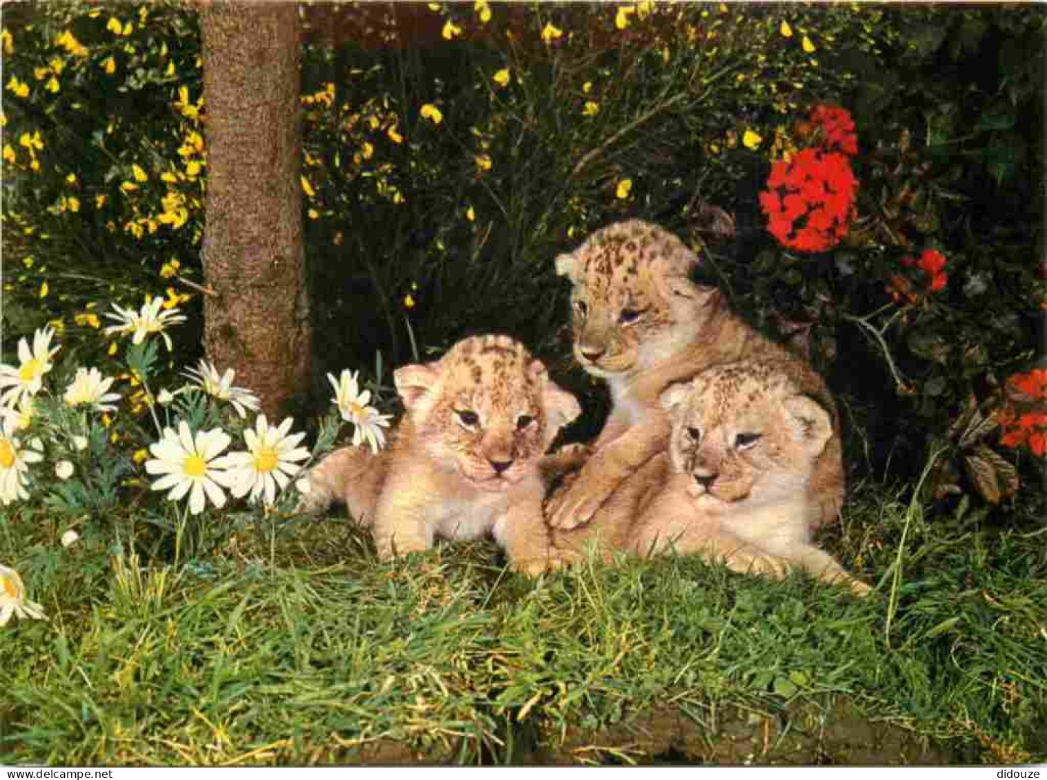Animaux - Fauves - Lion - Réserve Africaine Du Château De Thoiry En Yvelines - Lionceaux Au Milieu Des Fleurs - Zoo - CP - Lions