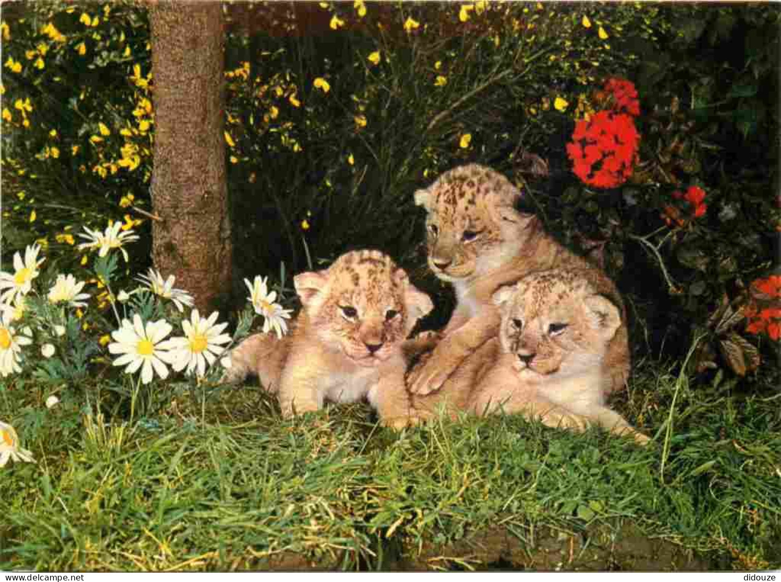 Animaux - Fauves - Lion - Réserve Africaine Du Château De Thoiry En Yvelines - Lionceaux Au Milieu Des Fleurs - Zoo - CP - Leeuwen