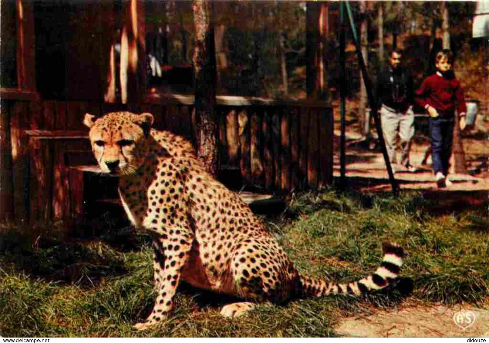 Animaux - Fauves - Guépard - Parc Zoologique De La Palmyre - Cheetah - Zoo - CPM - Voir Scans Recto-Verso - Autres & Non Classés