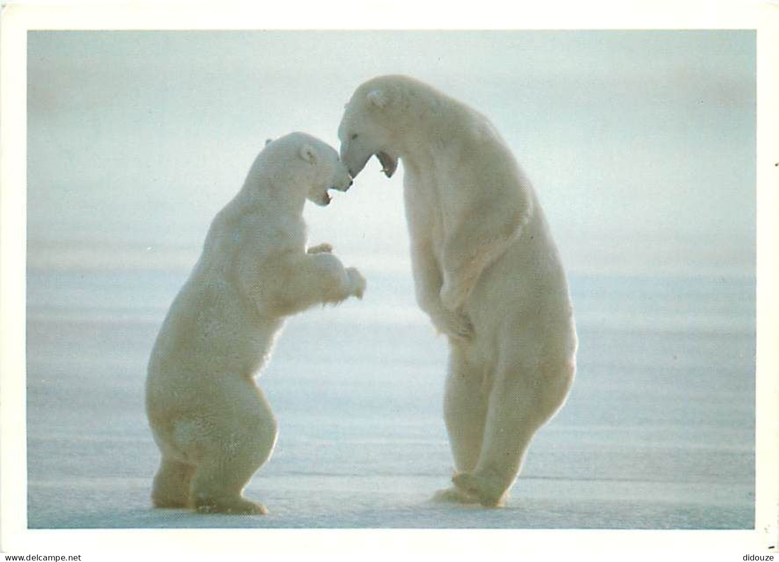 Animaux - Ours - Ours Blanc - Bear - CPM - Voir Scans Recto-Verso - Bears
