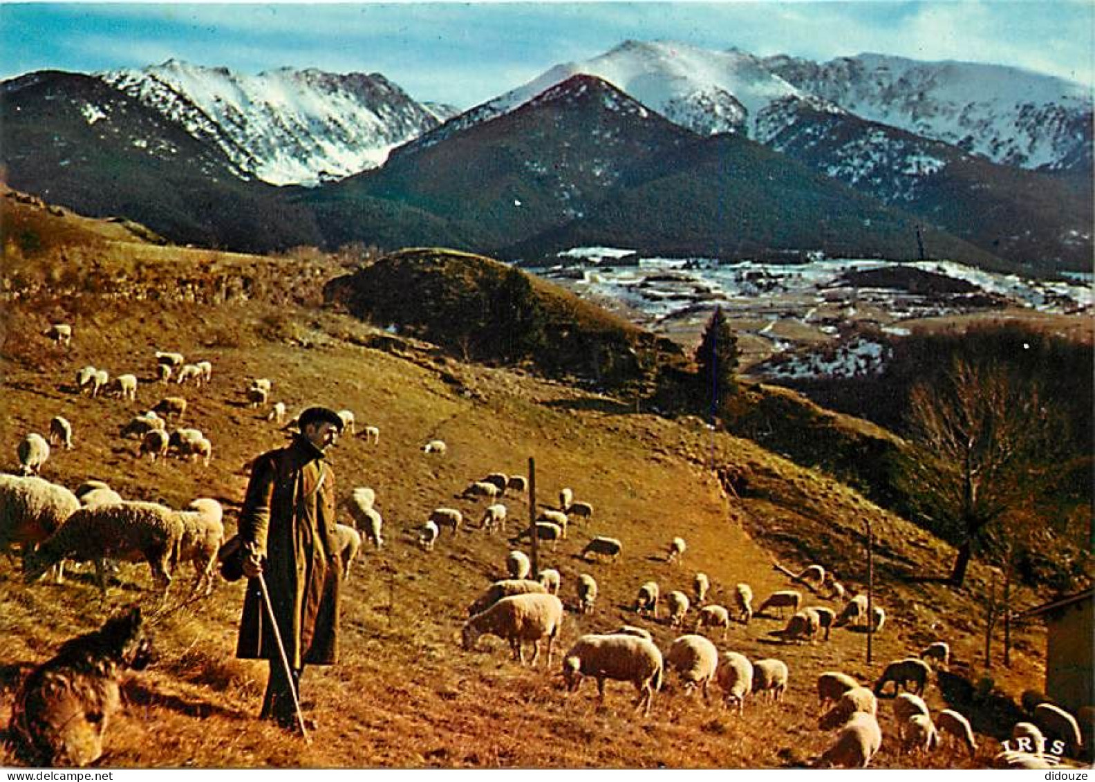 Animaux - Moutons - La Cerdagne Française - Pâturage Aux Environs De Mont-Louis - Au Fond, Le Massif Du Cambre D'Ase - B - Autres & Non Classés