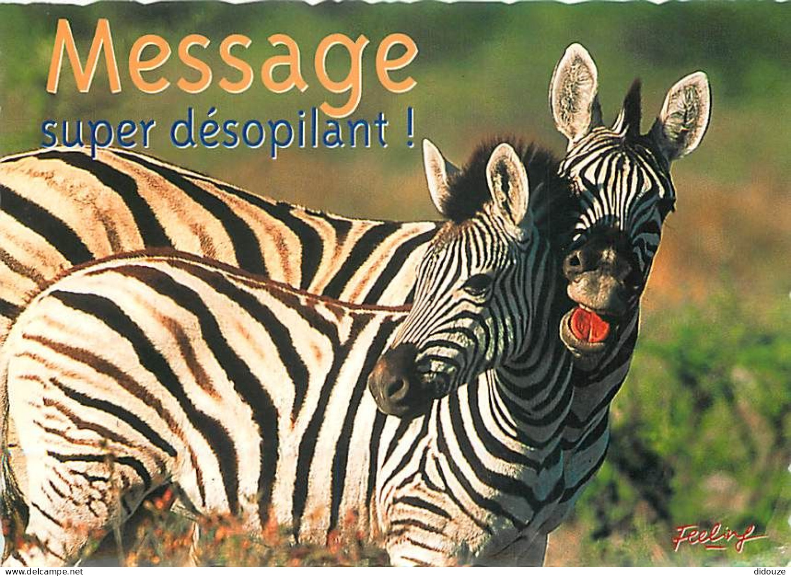 Animaux - Zèbres - Carte à Message Ou Humoristique - CPM - Carte Neuve - Voir Scans Recto-Verso - Zebras
