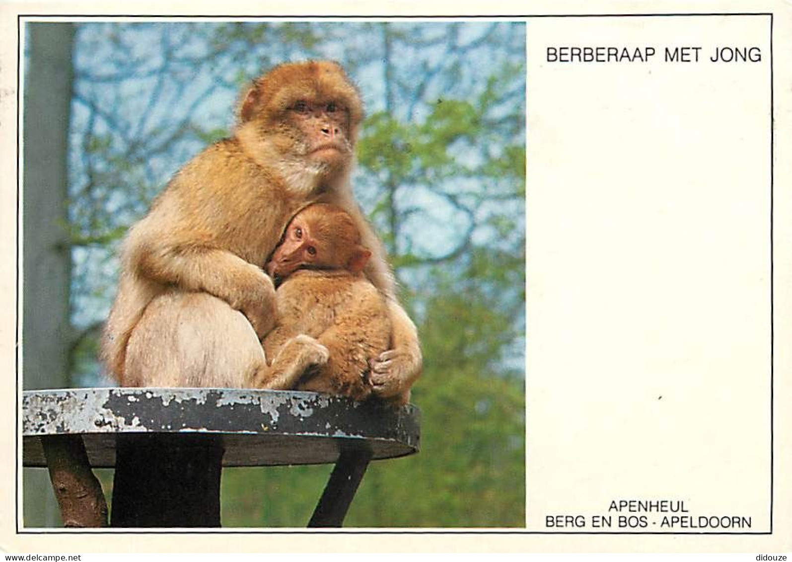 Animaux - Singes - Pays Bas - Nederland - Apenheul-Berg And Bos-Apeldoorn - Berberaap Met Jong - CPM - Voir Scans Recto- - Monkeys