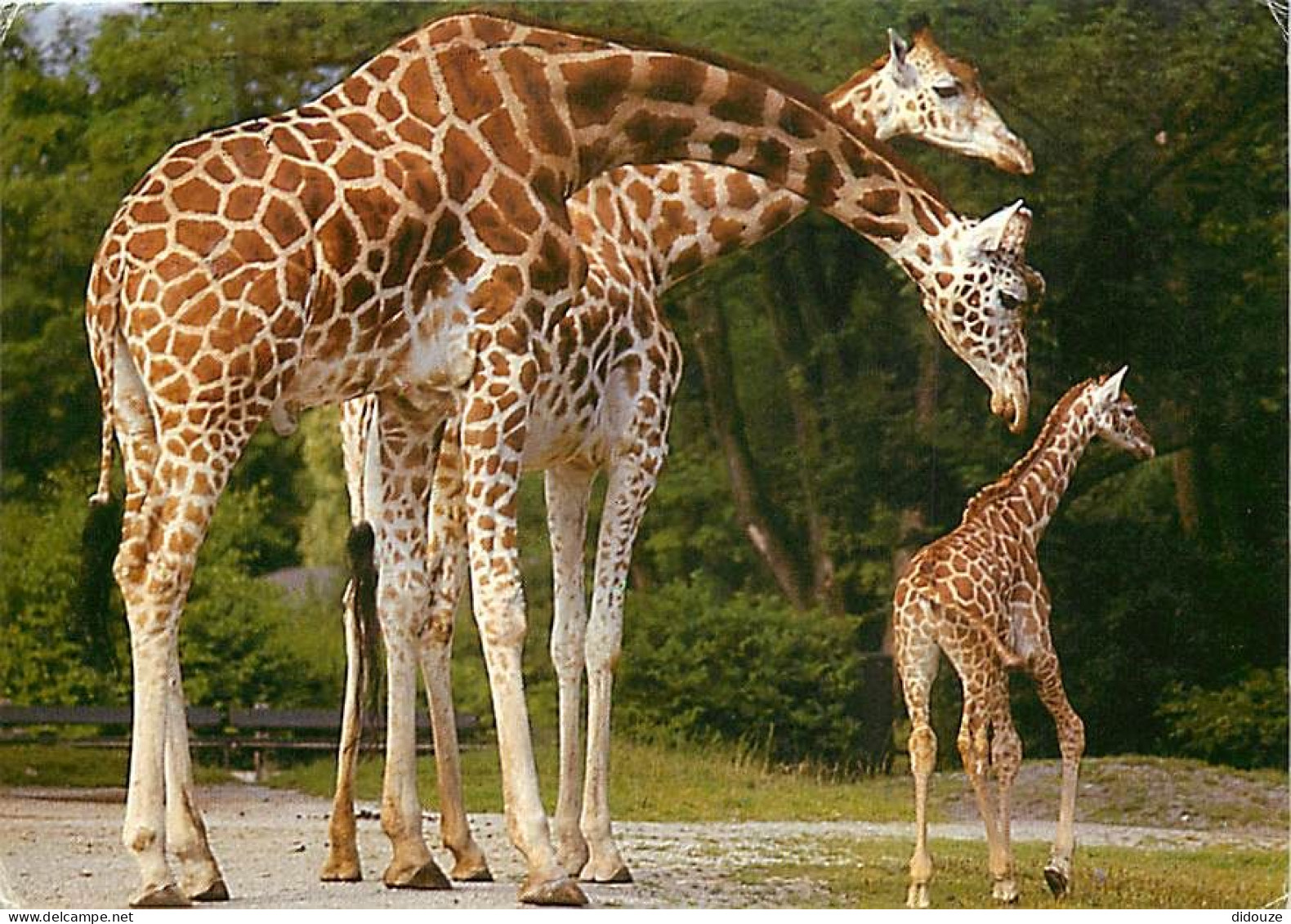 Animaux - Girafes - Girafon - Netzgiraffen Mit Jungem - Foto : Toni Angermayer (im Tierpark Hellabrunn) - Etat Léger Pli - Giraffes