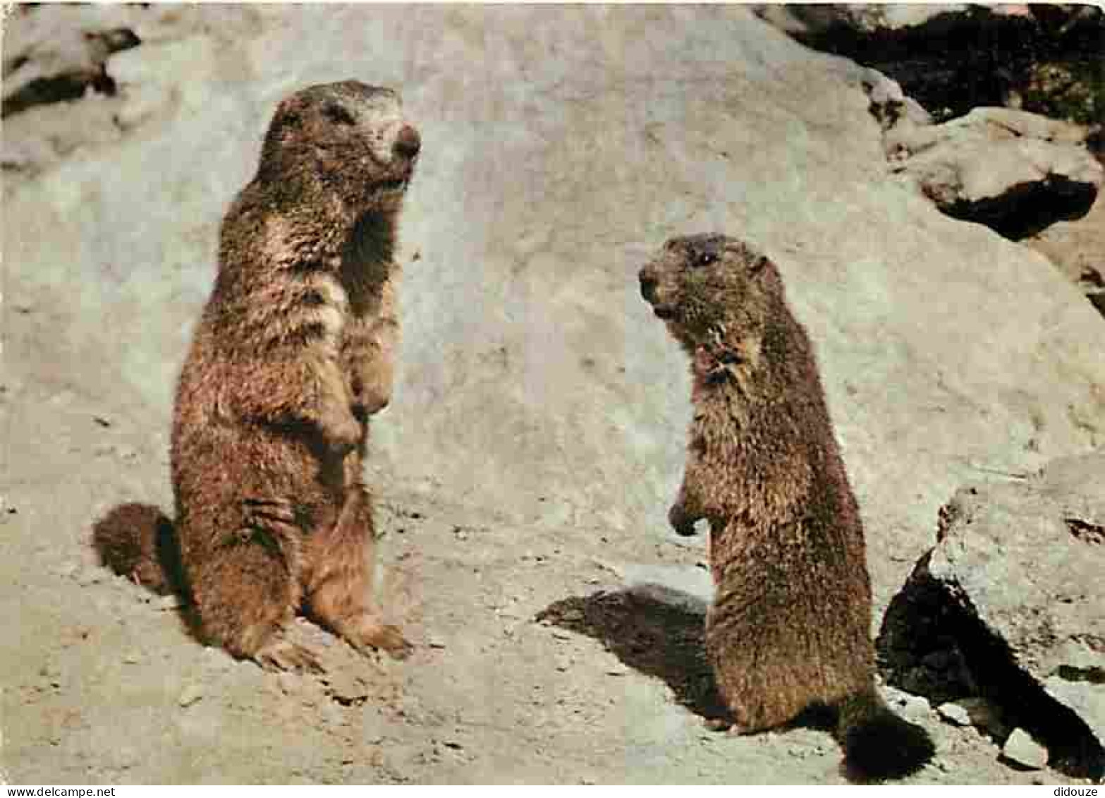 Animaux - Marmottes - CPM - Voir Scans Recto-Verso - Autres & Non Classés