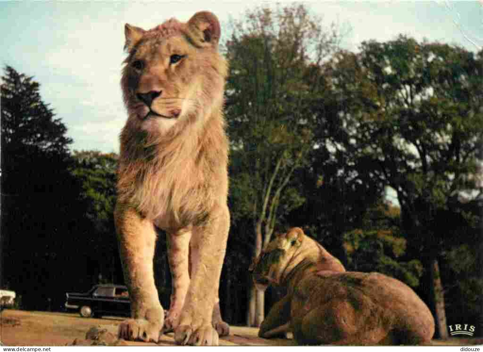 Animaux - Fauves - Lion - Réserve Africaine Du Château De Thoiry En Yvelines - Zoo - CPM - Voir Scans Recto-Verso - Lions