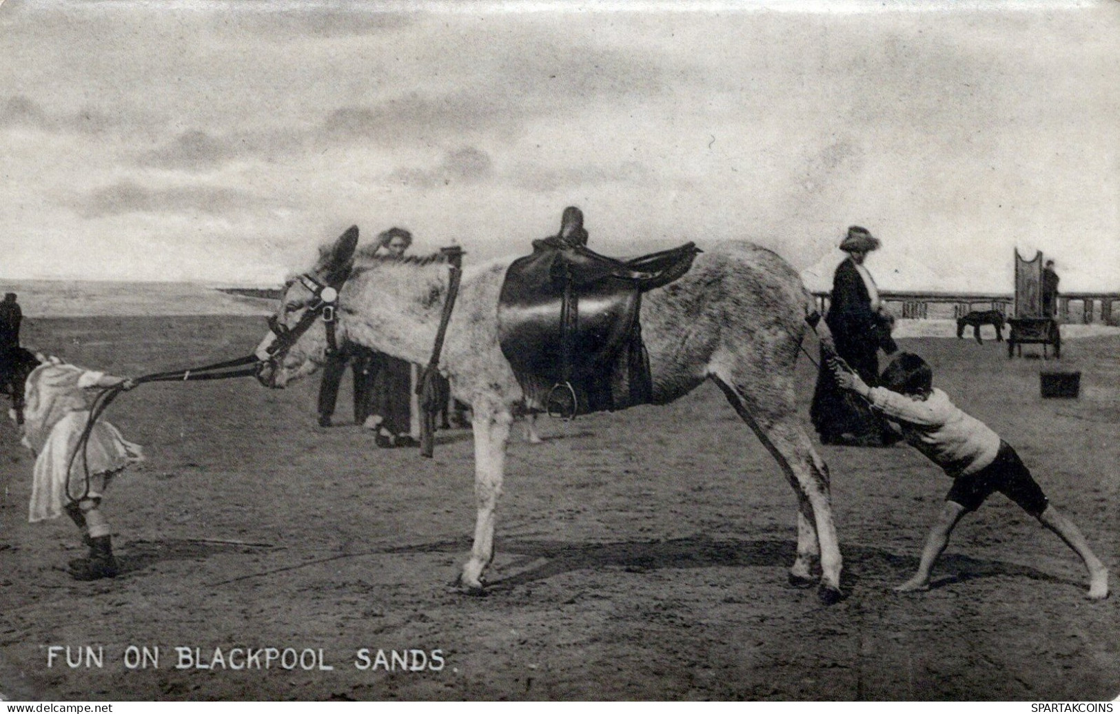 ASINO Animale Vintage CPA Cartolina #PAA114.A - Donkeys