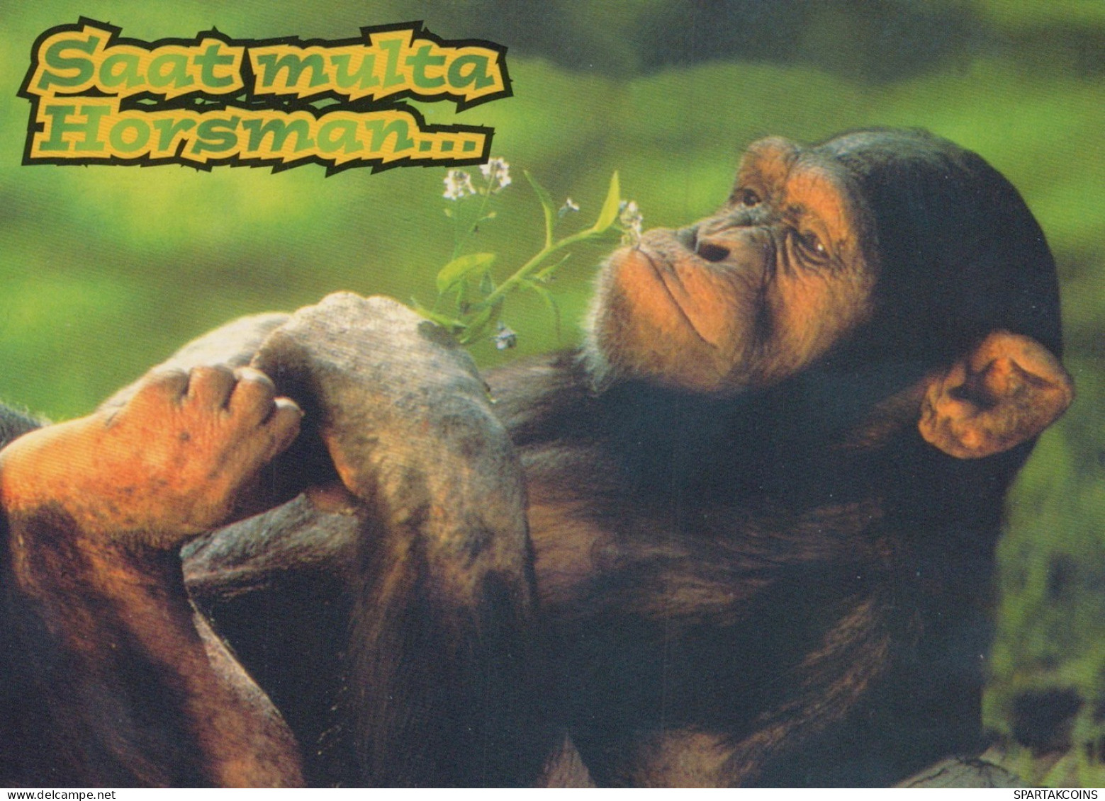 SCIMMIA Animale Vintage Cartolina CPSM #PAN979.IT - Monkeys
