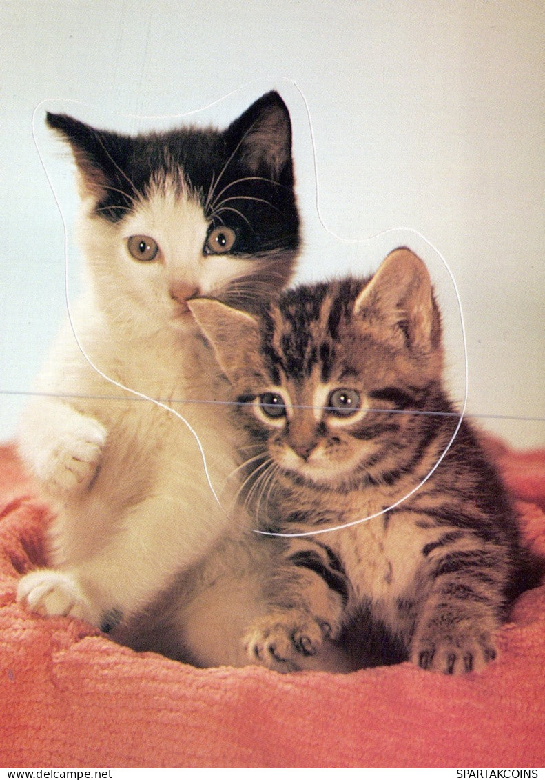 GATTO KITTY Animale Vintage Cartolina CPSM #PAM326.IT - Chats