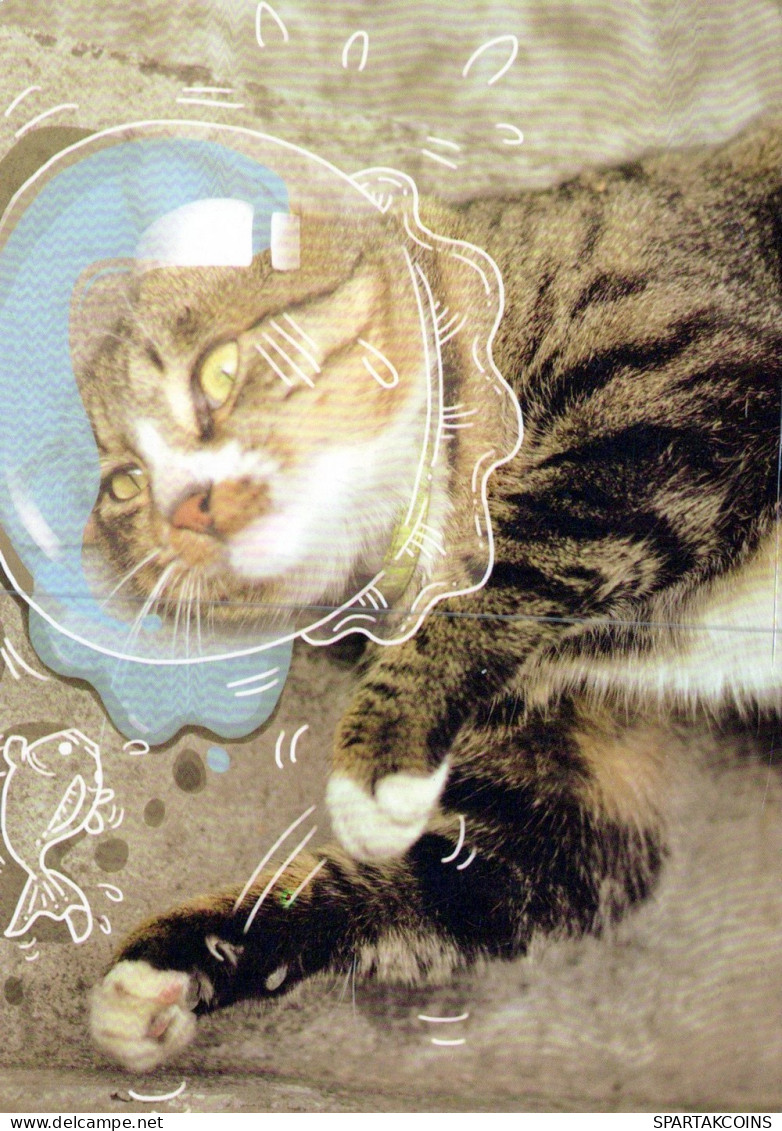 GATTO KITTY Animale Vintage Cartolina CPSM #PAM390.IT - Chats