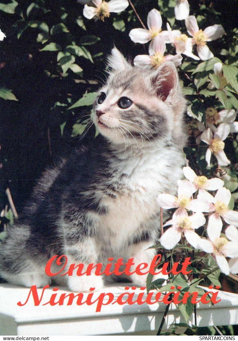 GATTO KITTY Animale Vintage Cartolina CPSM #PAM516.IT - Chats