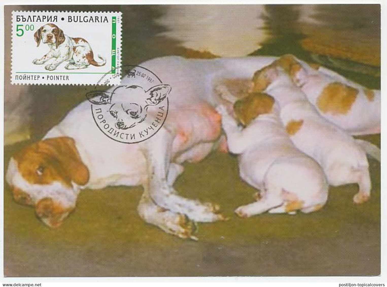 Maximum Card Bulgaria 1997 Dog - Autres & Non Classés