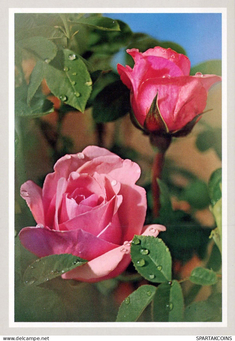 FLOWERS Vintage Ansichtskarte Postkarte CPSM #PAS122.DE - Fleurs