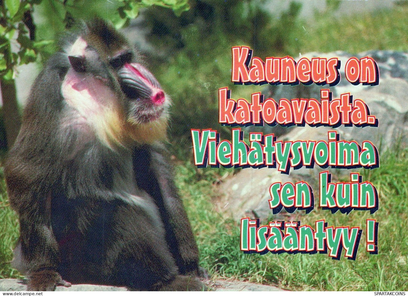 AFFE Tier Vintage Ansichtskarte Postkarte CPSM #PAN978.DE - Monkeys