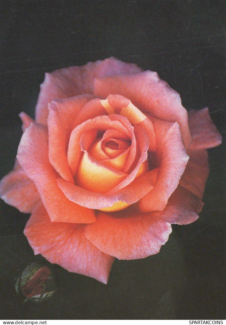 FIORI Vintage Cartolina CPSM #PBZ650.IT - Flowers